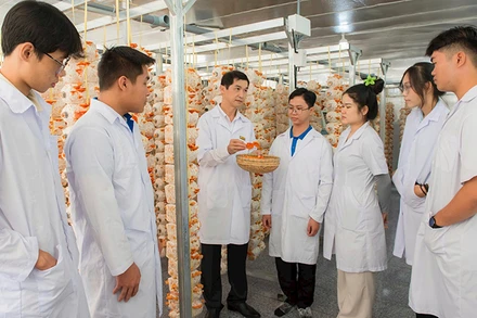 Sinh viên tìm hiểu, nghiên cứu mô hình trồng nấm vân chi đỏ tại Trường đại học Đồng Tháp. (Ảnh Trường đại học Đồng Tháp cung cấp)