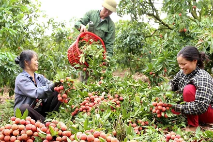 Năm 2023, trái vải thiều đã sẵn sàng lên đường “xuất ngoại”.