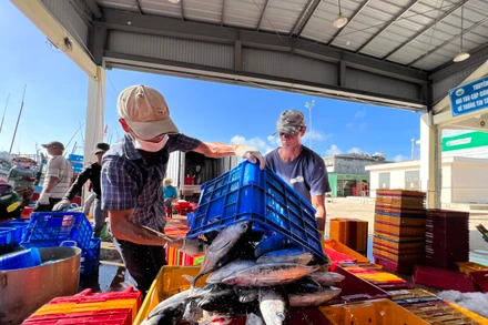 Ngư dân Quảng Ngãi trúng đậm sau chuyến đi biển đầu năm. (Ảnh: Thanh Nhật)