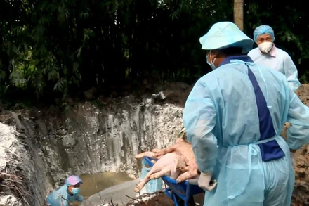 Đàn lợn của một hộ chăn nuôi tại huyện Trà Cú nhiễm bệnh được các nhân viên Chi cục Chăn nuôi và Thú y tỉnh Trà Vinh tiến hành tiêu hủy.