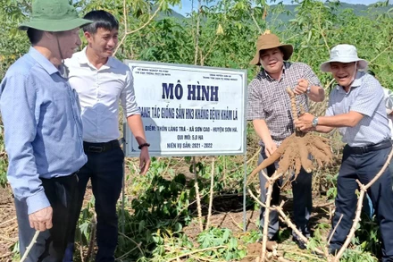 Giống sắn HN3 trồng thí điểm tại Quảng Ngãi không xuất hiện triệu chứng bệnh virus khảm lá và cho năng suất khá cao. 