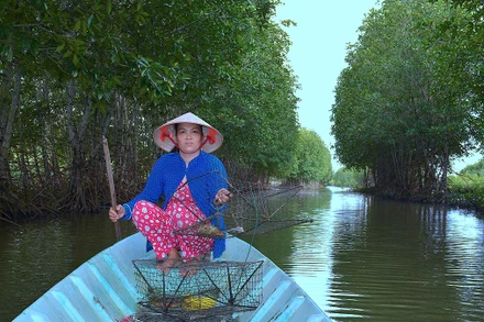 Cua Cà Mau hiện nay được nuôi nhiều trong vuông tôm dưới tán rừng ngập mặn.