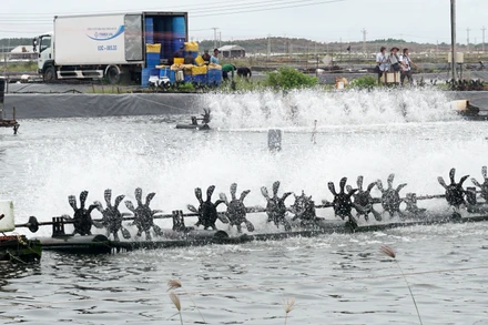 Vùng nuôi tôm công nghiệp ở tỉnh Sóc Trăng.