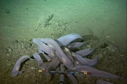 Đây là loài cá sống sâu nhất dưới đại dương được phát hiện qua hình ảnh camera. (Nguồn: sg.news.yahoo/TTXVN)