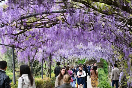 Người dân thưởng thức những bông hoa tử đằng tại Villa Bardini ở Florence, Italia. (Ảnh: THX)