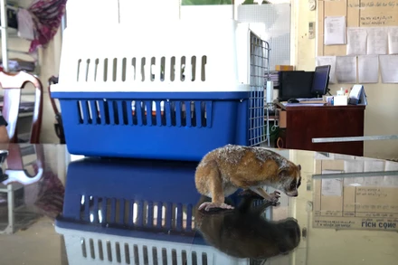 Cá thể Culi được người dân giao nộp.