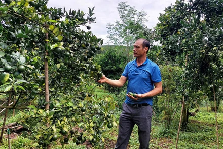 Chuyển đổi từ trồng cao su sang cây ăn trái giúp cho hộ ông Nguyễn Xuân Đại thu nhập trung bình gần 100 triệu đồng/sào/năm. 