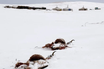 Tuyết phủ trắng xóa tại Sergelen Soum, Mông Cổ. (Ảnh: AFP/TTXVN)