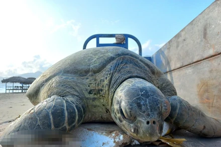 Người dân Lăng Cô thả vích về môi trường biển