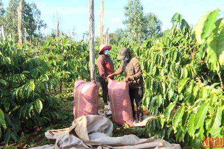 Sản phẩm cà-phê sản xuất theo tiêu chuẩn trong nước và quốc tế có giá trị thị trường cao hơn sản xuất truyền thống khoảng 20.000 đồng/kg.
