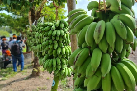 Hào hứng cuộc thi buồng chuối to nhất, cá lóc lớn nhất ở rừng tràm U Minh Hạ 