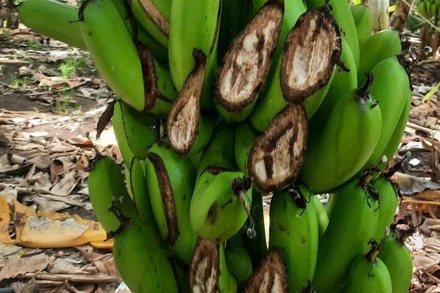 Gần 1.000 buồng chuối chuẩn bị cho thu hoạch để xuất khẩu của gia đình ông Trần Trúc Minh bị phá hoại.