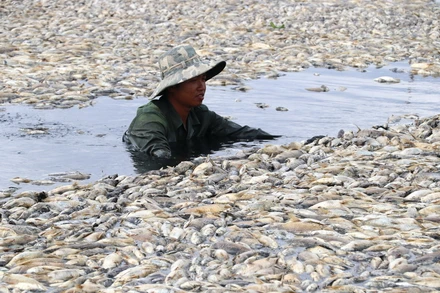Khẩn trương xử lý hàng trăm tấn cá chết ở hồ Sông Mây