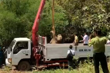 Lực lượng chức năng đưa cá thế voi con bị chết từ dưới giếng lên để phục vụ công tác xác minh, làm rõ nguyên nhân.