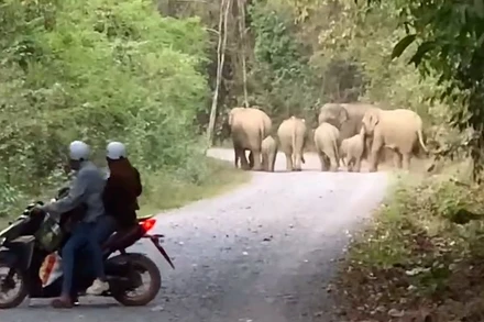 Đàn voi rừng 7 con xuất hiện ở gần khu dân cư tại Đồng Nai.