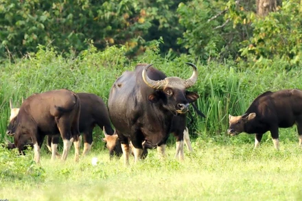 Đàn bò tót sinh sống tại Vườn quốc gia Cát Tiên. (Ảnh: Vườn quốc gia Cát Tiên).