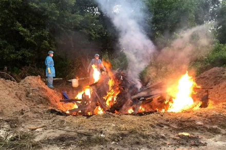 Tiêu hủy đàn hổ chết do nhiễm cúm A/H5N1 tại Khu du lịch Vườn Xoài.