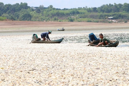 Cá chết nổi trắng cả lòng hồ Sông Mây, bốc mùi hôi thối.