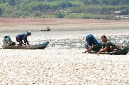 Đội nuôi trồng thủy sản, Bộ Chỉ huy Quân sự tỉnh Đồng Nai đang vớt, xử lý số cá chết trên hồ Sông Mây.