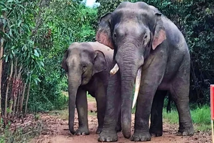 Gần đây đàn voi rừng thường xuyên xuất hiện khu dân cư gần bìa rừng thuộc Khu Bảo tồn thiên nhiên văn hóa Đồng Nai.