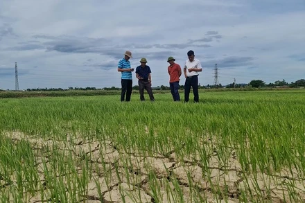 Hàng trăm ha lúa ở Nghi Phương (Nghi Lộc) phải đối mặt với hạn hán và xâm nhập mặn.