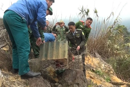 Lực lượng chức năng thả hai cá thể Khỉ mặt đỏ về tự nhiên. (Ảnh Nguyễn Việt)