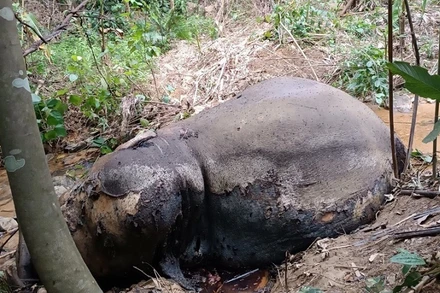 Xác voi tại khu rừng cao su xã Hạnh Lâm. (Ảnh Ngọc Tú)