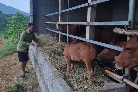 Nhờ vay vốn của Ngân hàng Chính sách xã hội Quế Phong mà gia đình ông Dương Văn Quỳnh ở bản Long Quang đã phát triển được đàn bò 16 con và thoát nghèo.