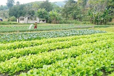 Trồng rau sạch tăng thêm thu nhập cho người dân xóm Hải Lâm (Mường Nọc).
