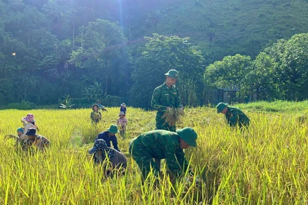 Bộ đội Biên phòng Nghệ An giúp đồng bào thu hoạch lúa. (Ảnh nhandan.vn)