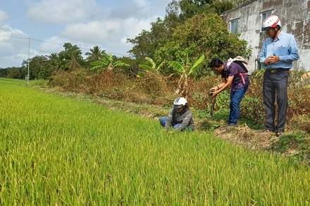 Một số diện tích lúa xuống giống Đông Xuân muộn tại Sóc Trăng bị thiếu nước sản xuất do mặn xâm nhập, tháng 2/2024. (Ảnh: TTXVN)