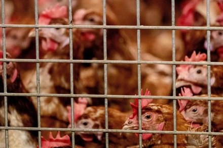 Anh đang chứng kiến đợt bùng phát dịch cúm gia cầm thứ 2 trong năm nay. (Ảnh: AFP/TTXVN)