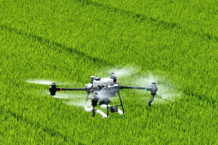 Phun thuốc bảo vệ thực vật phòng, trừ sâu bệnh hại lúa.
