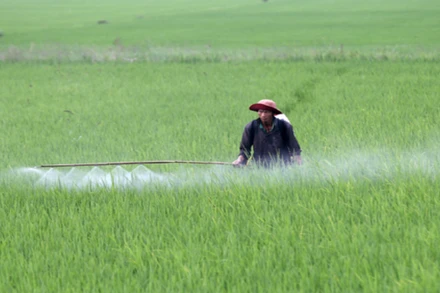 Phun thuốc bảo vệ thực vật phòng, chống sinh vật gây hại lúa. (Ảnh: TTXVN)