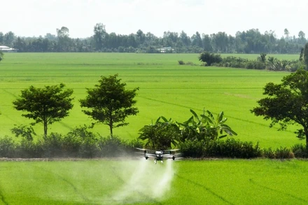 Phun thuốc bảo vệ thực vật cho lúa.