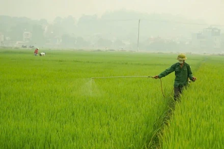 Phun thuốc bảo vệ thực vật phòng trừ sâu bệnh hại lúa. (ẢNH: TTXVN)