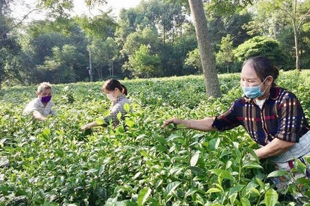 Nông dân xã Ba Trại, huyện Ba Vì, Hà Nội thu hoạch chè. (Ảnh: Hiền Thu) 