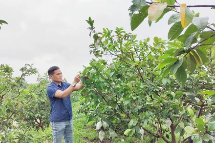 Đối với một số cây trồng đến giai đoạn thu hoạch, cần tranh thủ thu hoạch sớm, bảo đảm năng suất và chất lượng. 