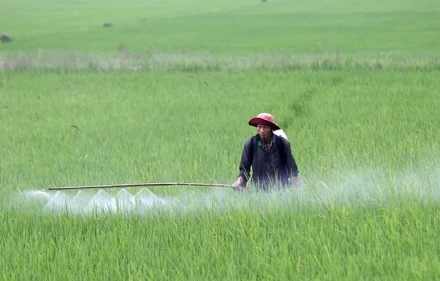 Người dân phun thuốc bảo vệ thực vật phòng trừ sinh vật gây hại. (Ảnh TTXVN)