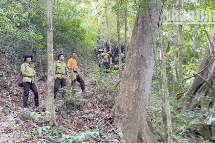 Tổ tuần tra Ban Quản lý rừng đặc dụng phòng hộ Sốp Cộp, tỉnh Sơn La triển khai hoạt động kiểm tra rừng.