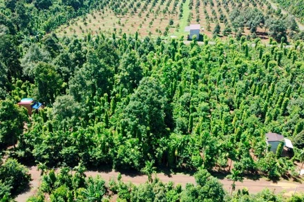 Việt Nam chiếm khoảng 40% tổng sản lượng và gần 55% kim ngạch xuất khẩu hồ tiêu toàn cầu.