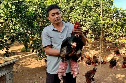 Trang trại của anh Lê Văn Thắng, xã Đông Tảo, huyện Khoái Châu, tỉnh Hưng Yên chăn nuôi gà Đông Tảo theo quy trình Vietgap. 