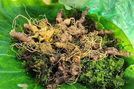 Sâm Ngọc Linh củ khi đưa vào bán tại phiên chợ sâm Ngọc Linh hằng tháng được các cơ quan chức năng kiểm tra và chịu trách nhiệm về chất lượng sản phẩm.