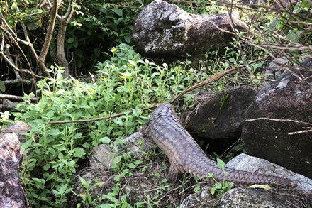 Thả 1 cá thể tê tê nặng khoảng 1kg về rừng tự nhiên tại Cù Lao Chàm.