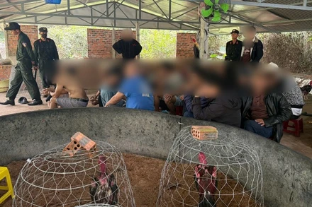 Công an bắt quả tang nhiều đối tượng tổ chức đá gà ăn tiền ở huyện Quế Sơn, tỉnh Quảng Nam.