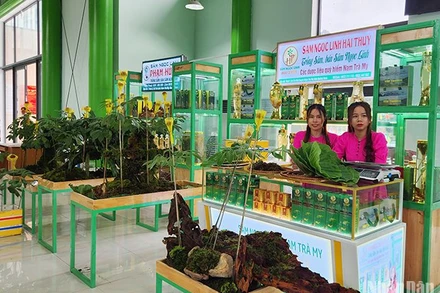 Hơn 50 gian hàng trưng bày, giới thiệu sản phẩm tại Phiên chợ sâm Ngọc Linh.