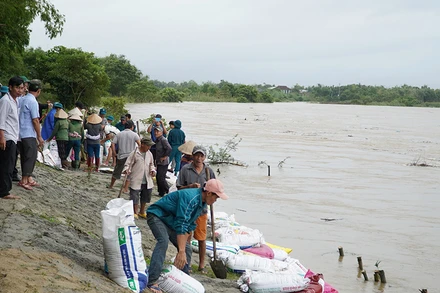 Huyện Đại Lộc huy động lực lượng kè tạm bờ sông Vu Gia, đoạn qua thôn Khương Mỹ, xã Đại Cường