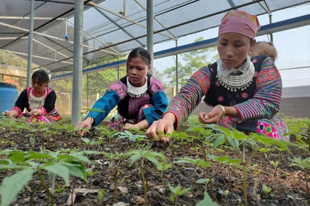 Tạo việc làm cho đồng bào H’Mông, bản Sam Ta, xã Chiềng Chung, huyện Mai Sơn, Sơn La từ trồng sâm Ngọc Linh dưới tán rừng.
