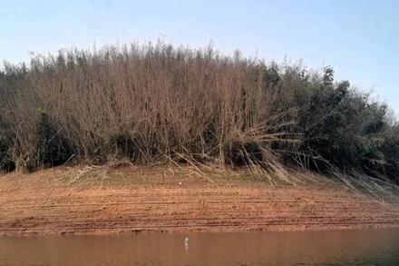 Hàng trăm ha lùng tự nhiên đồng loạt ra hoa rồi chết trên diện rộng ở biên giới Nghệ An.