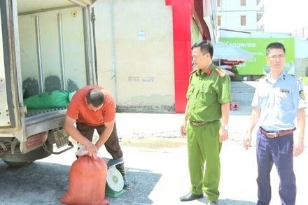 Hơn 300kg lòng lợn bốc mùi hôi thối bị các cơ quan chức năng thu giữ.